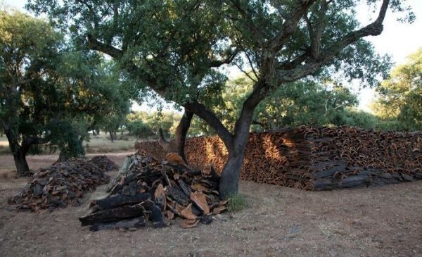 Waarom zou natuurkurk geen voorbeeld zijn van greenwashing?