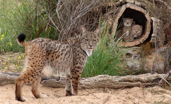 Hoe kurkbossen het behoud van soorten bevorderen